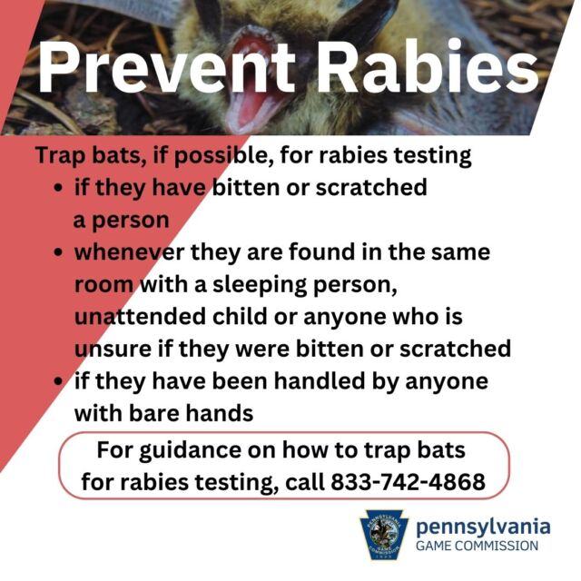 Preventing Rabies from Animal Bites or Scratches | Erie County, PA