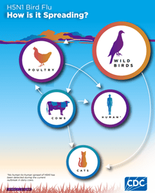 Bird Flu Preparedness